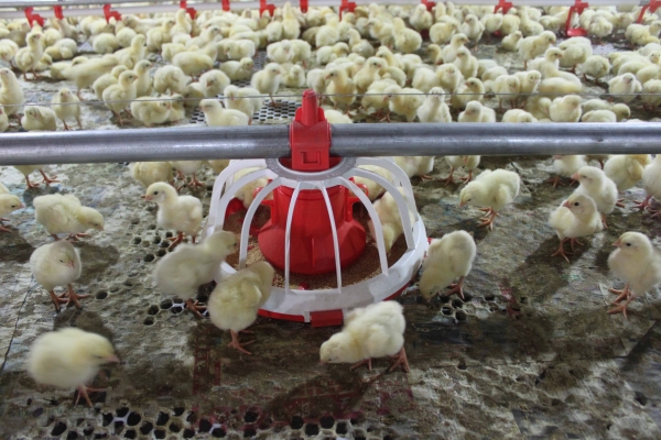 商品雞盤(pán)式驅(qū)動(dòng)